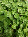 Lucky Clovers Royalty Free Stock Photo