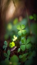 Lucky Clovers in Radiant Morning Light: A Beautiful Botanical Backdrop