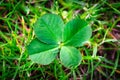 Lucky four leaf clover on the field