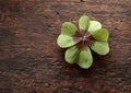 Lucky four leaf clover on textured rustic wood Royalty Free Stock Photo