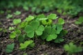 Lucky Irish Four Leaf Clover in the Field