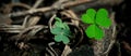 Lucky Irish Four Leaf Clover in the Field for St. Patricks Day holiday symbol Royalty Free Stock Photo