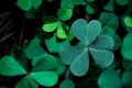 Lucky Irish Four Leaf Clover in the Field for St. Patricks Day holiday symbol. with three-leaved shamrock Royalty Free Stock Photo