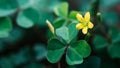 Lucky Irish Four Leaf Clover in the Field for St. Patricks Day holiday symbol. with three-leaved shamrock Royalty Free Stock Photo