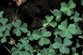 Lucky Irish Four Leaf Clover in the Field for St. Patricks Day holiday symbol. with three-leaved shamrock Royalty Free Stock Photo
