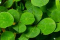 Lucky Irish Four Leaf Clover in the Field for St. Patricks Day holiday symbol. with three-leaved shamrocks Royalty Free Stock Photo