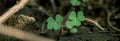 Lucky Irish Four Leaf Clover in the Field for St. Patricks Day holiday symbol. with three-leaved shamrocks Royalty Free Stock Photo