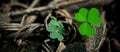 Lucky Irish Four Leaf Clover in the Field for St. Patricks Day holiday symbol. with three-leaved shamrock Royalty Free Stock Photo