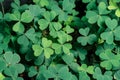 Lucky Irish Four Leaf Clover in the Field for St. Patricks Day holiday symbol. with three-leaved shamrocks Royalty Free Stock Photo