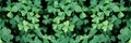 Lucky Irish Four Leaf Clover in the Field for St. Patricks Day holiday symbol. Royalty Free Stock Photo