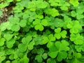 Lucky Irish Four Leaf Clover in the Field for St. Patricks Day Royalty Free Stock Photo