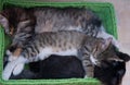 Lucky kittens sleep Royalty Free Stock Photo