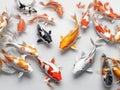 Lucky koi fish wallpaper Royalty Free Stock Photo