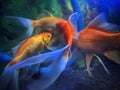 Lucky koi fish orange Royalty Free Stock Photo