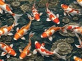 Lucky koi fish wallpaper Royalty Free Stock Photo