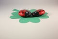 Lucky Lady Bugs on a Shamrock Royalty Free Stock Photo