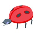 Lucky ladybug icon, isometric style