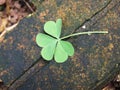 Lucky Four Leaf Clover