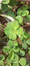Lucky 4leaf Clover Irish shamrock Royalty Free Stock Photo
