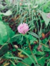 Lucky pink spiky flower green bg