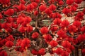 Lucky Red Lanterns Chinese Lunar New Year Beijing Royalty Free Stock Photo