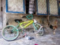 Free-Range Rooster and chickens sit on a bicycle in rural asia, Flores, Indonesia