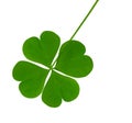 Lucky shamrock