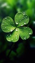 Lucky Shamrock Clover With Dew Drops for St. Patrick's Day. GenerativeAI