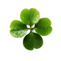 Lucky shamrock grass, four leaf clover isolated on white transparent Royalty Free Stock Photo