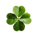 Lucky shamrock grass, four leaf clover isolated on white transparent Royalty Free Stock Photo