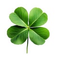 Lucky shamrock grass, four leaf clover isolated on white transparent Royalty Free Stock Photo