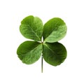 Lucky shamrock grass, four leaf clover isolated on white transparent Royalty Free Stock Photo