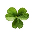 Lucky shamrock grass, four leaf clover isolated on white transparent Royalty Free Stock Photo