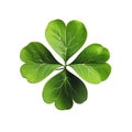 Lucky shamrock grass, four leaf clover isolated on white transparent Royalty Free Stock Photo