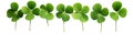 Lucky shamrock grass, four leaf clovers in a row isolated on white transparent Royalty Free Stock Photo