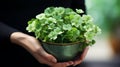 Lucky shamrock grass, hands holding a pot with four leaf clover closeup Royalty Free Stock Photo