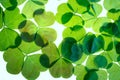 Lucky shamrock pattern Royalty Free Stock Photo