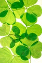 Lucky Shamrocks detailed pattern Royalty Free Stock Photo