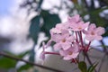 Luculia gratissima Royalty Free Stock Photo