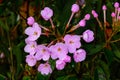 Luculia gratissima, RUBIACEAE at Doi Luang chiang Dao. Royalty Free Stock Photo