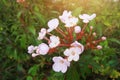 Luculia gratissima Wall. Sweet var. glabra Fukuoka wild flowers on the mountain Royalty Free Stock Photo