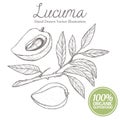 Lucuma plum fruit, branch, leaf. Organic, superfood, nutrition healthy hand drawn image vector illustration