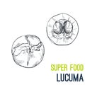 Lucuma, Super food hand drawn sketch vector