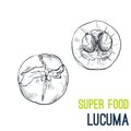 Lucuma, Super food hand drawn sketch vector Royalty Free Stock Photo