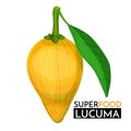 Lucuma vector icon.