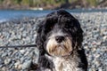 Portrait of a dog on a beach Royalty Free Stock Photo