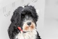 Portuguese Water dog portrait looking cute Royalty Free Stock Photo