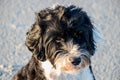 Headshot of a black and white dog