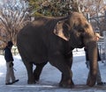 Lucy The Elephant With Trainers