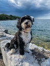Dog sitting by the lake at Gore Bay, Manitoulin Island Royalty Free Stock Photo